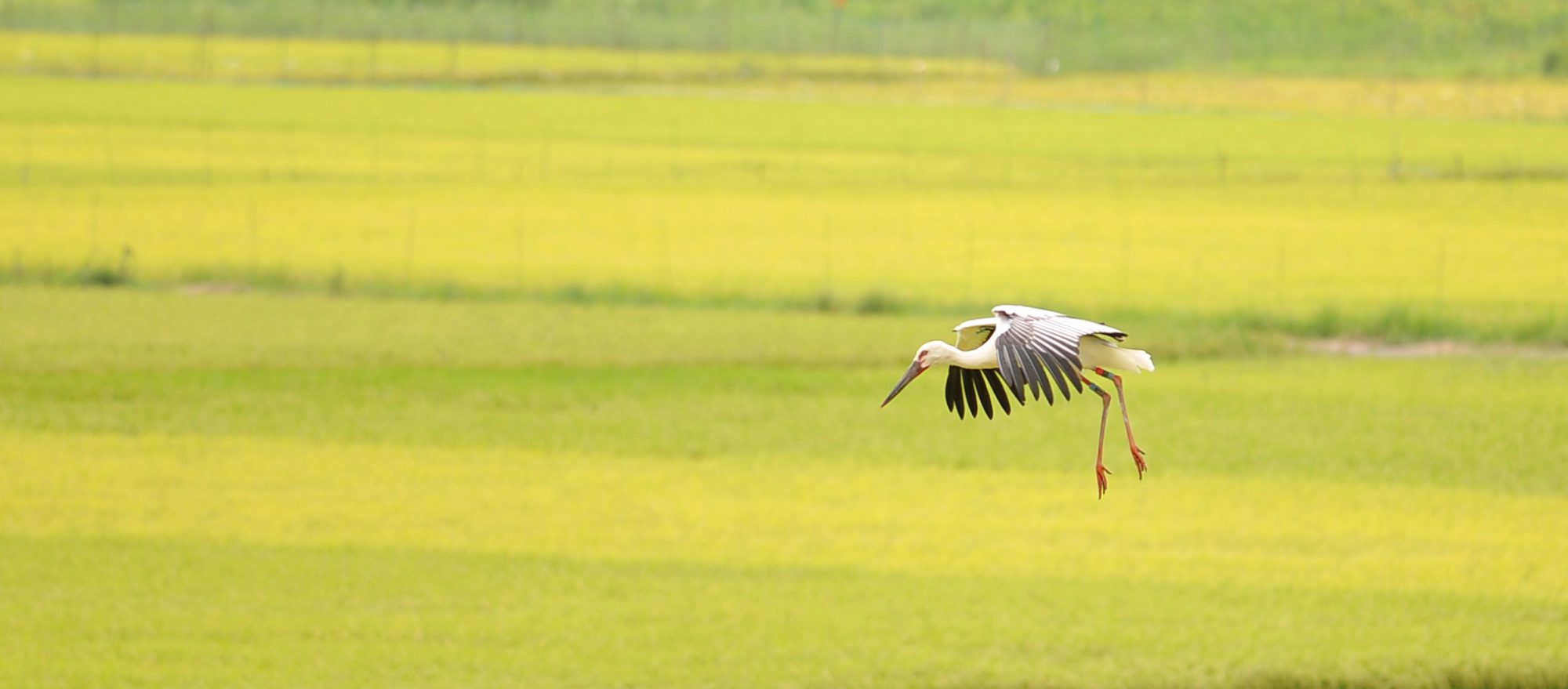 コウノトリ