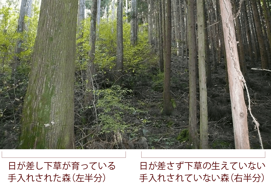 日が差し下草育った手入れされた森と、日が差さず下草の生えていない手入れされていない森