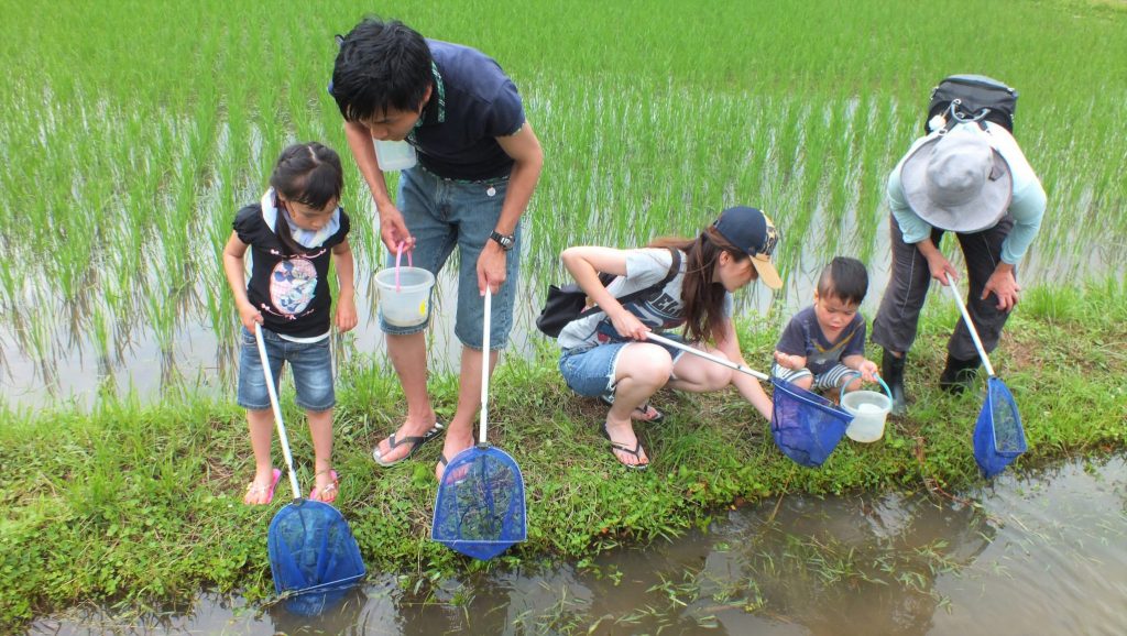 田んぼの生きもの調査の様子