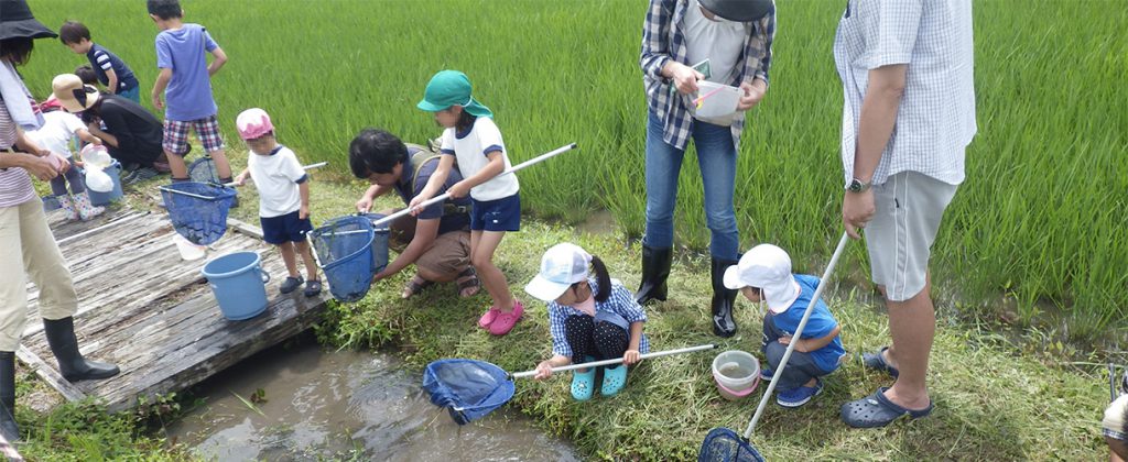 田んぼの生きもの調査