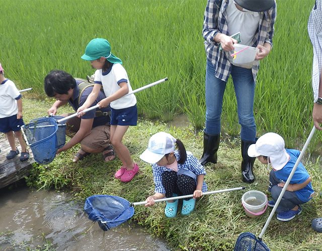 田んぼの生きもの調査