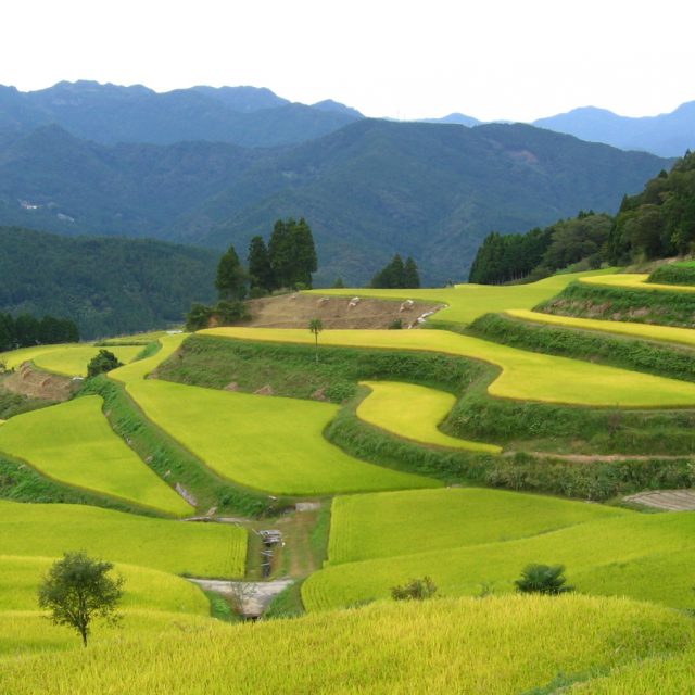 棚田