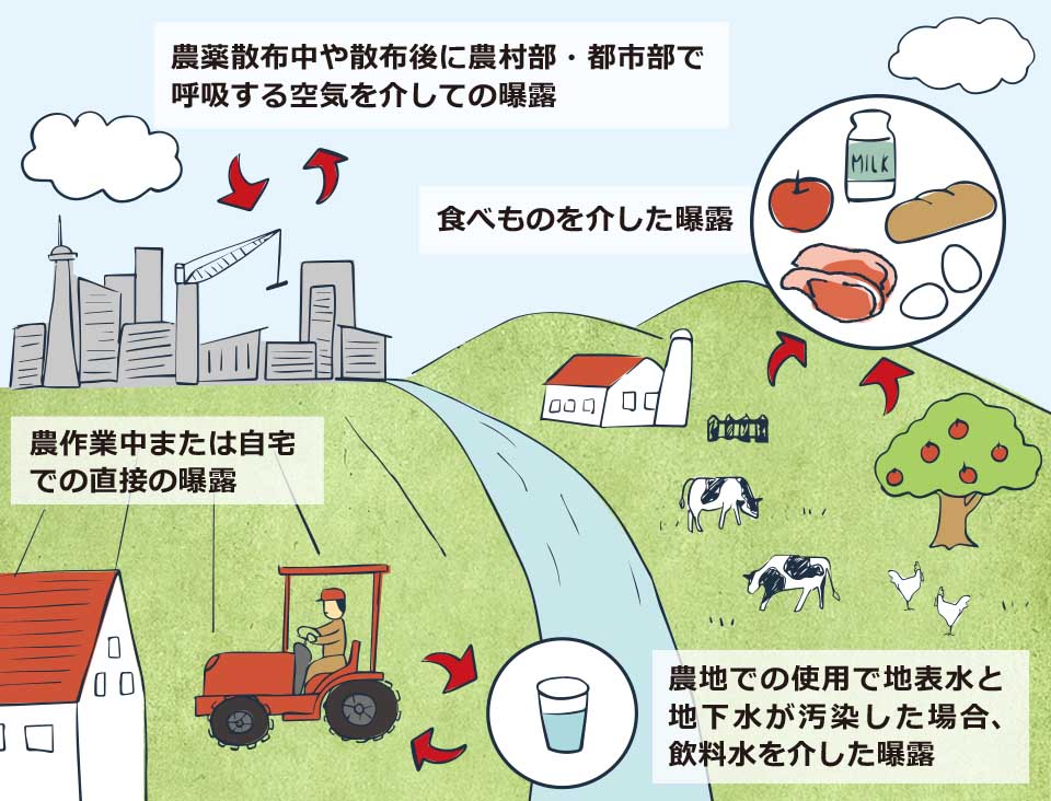 グリホサート　体内への取り込み経路