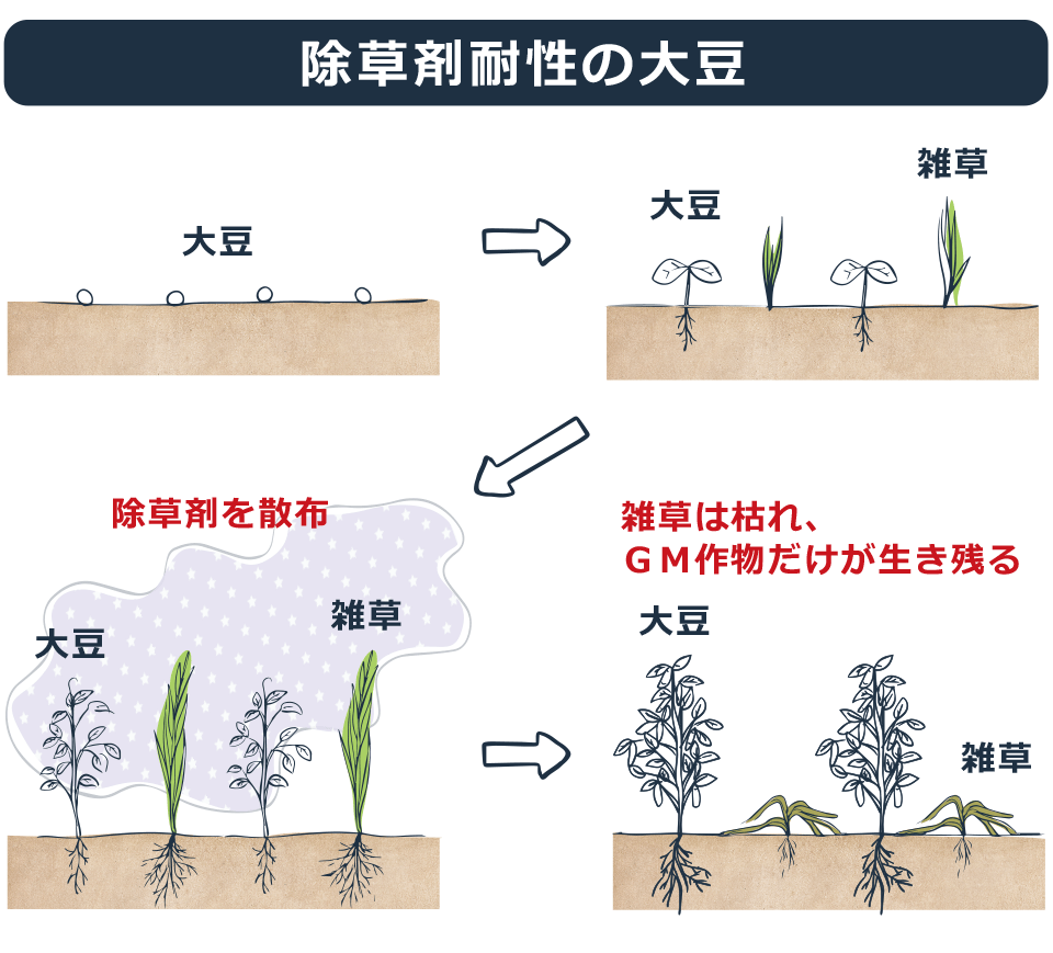 除草剤耐性の大豆