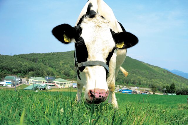 乳牛のえさから「安心」にこだわり、非遺伝子組み換え作物を使用