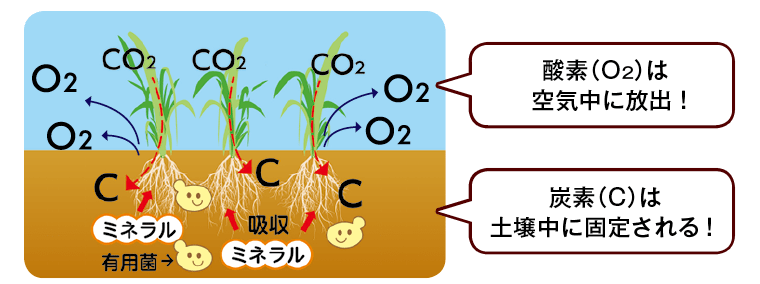 有機農業の土壌
