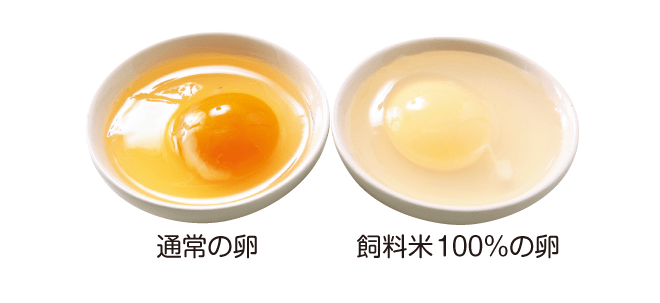 通常の卵と飼料米100％の卵