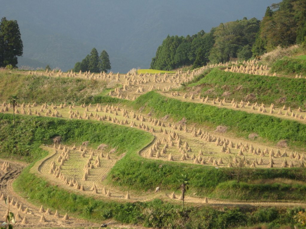 棚田・稲刈り後