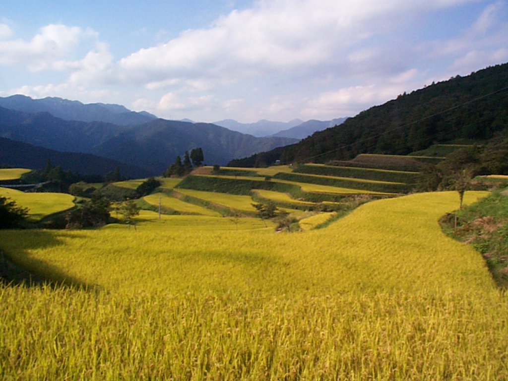 棚田・稲刈り間・