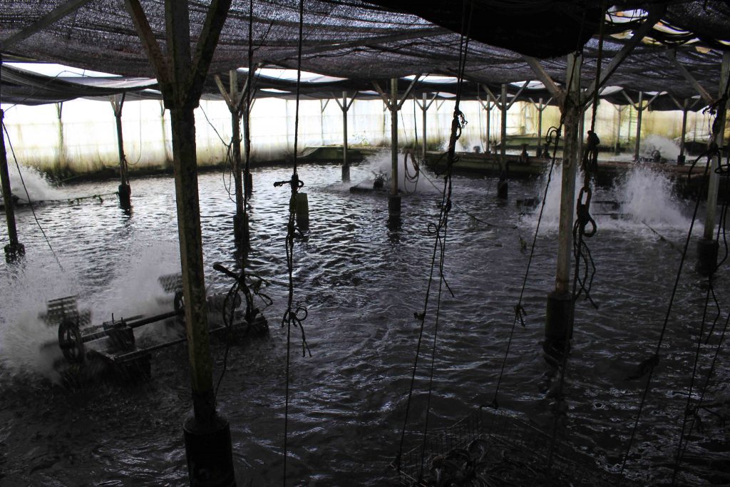 養鰻場