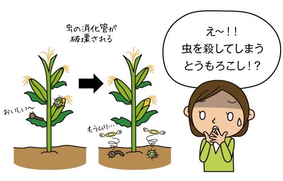 害虫抵抗性とうもろこし